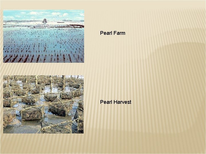 Pearl Farm Pearl Harvest 