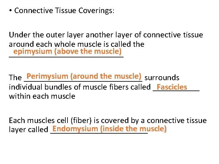  • Connective Tissue Coverings: Under the outer layer another layer of connective tissue