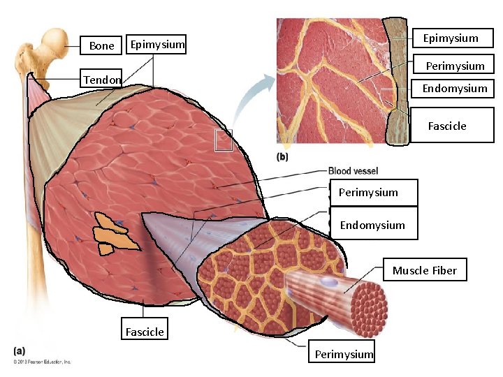 Bone Epimysium Perimysium Tendon Endomysium Fascicle Perimysium Endomysium Muscle Fiber Fascicle Perimysium 