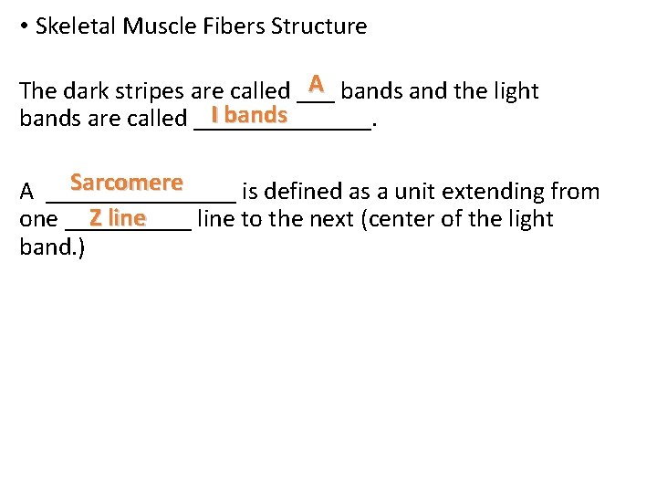  • Skeletal Muscle Fibers Structure A bands and the light The dark stripes