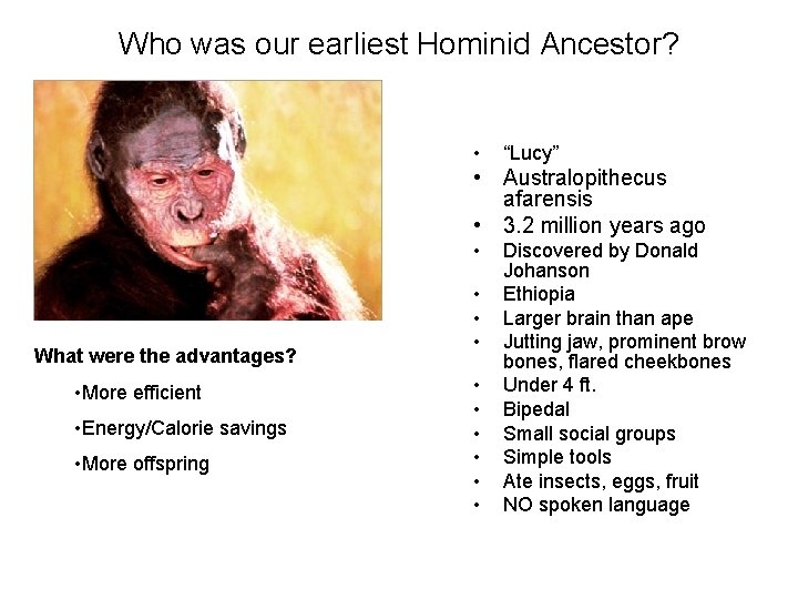 Who was our earliest Hominid Ancestor? • “Lucy” • Australopithecus afarensis • 3. 2