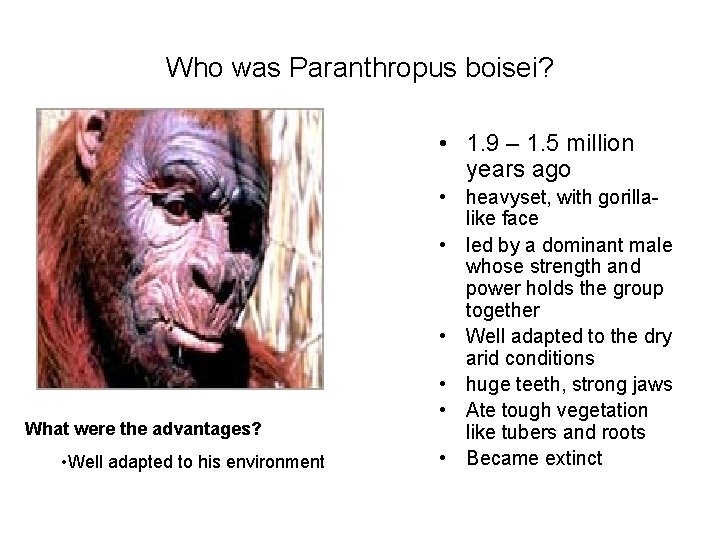 Who was Paranthropus boisei? • 1. 9 – 1. 5 million years ago What
