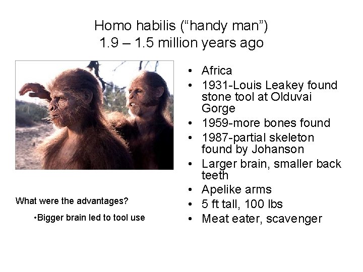 Homo habilis (“handy man”) 1. 9 – 1. 5 million years ago What were