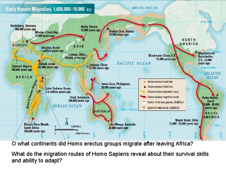 O what continents did Homo erectus groups migrate after leaving Africa? What do the