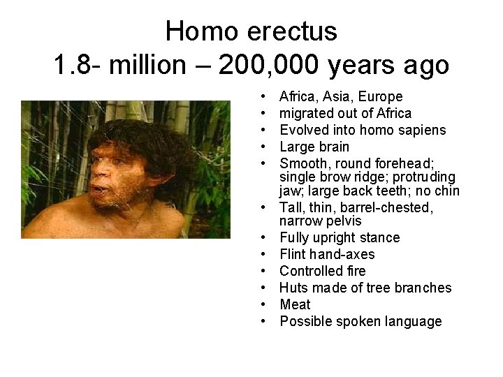 Homo erectus 1. 8 - million – 200, 000 years ago • • •