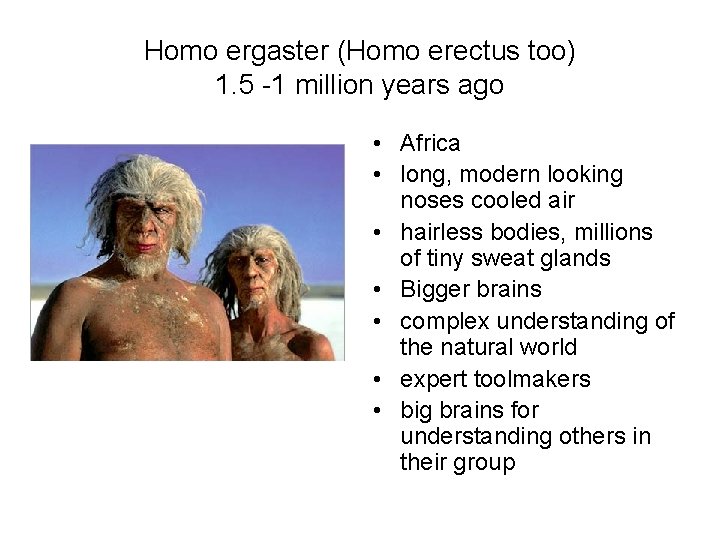 Homo ergaster (Homo erectus too) 1. 5 -1 million years ago • Africa •