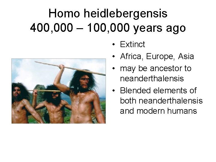 Homo heidlebergensis 400, 000 – 100, 000 years ago • Extinct • Africa, Europe,