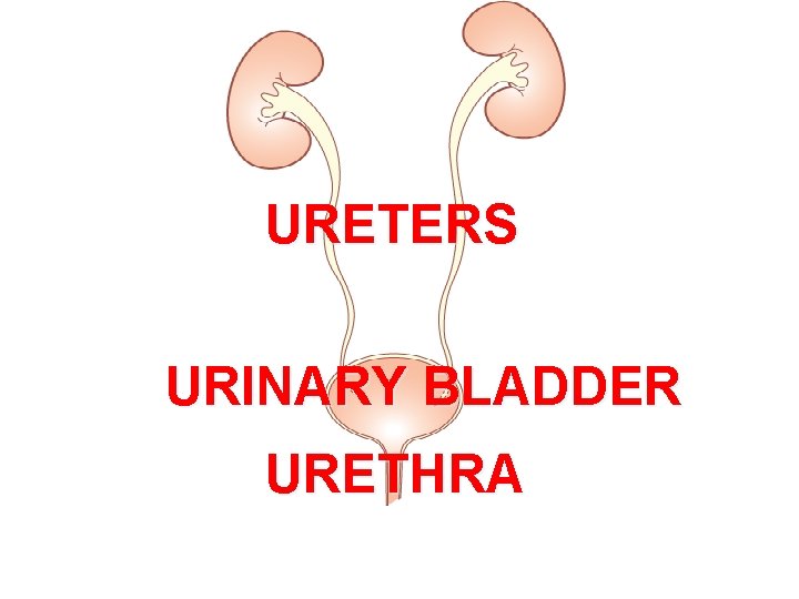 URETERS URINARY BLADDER URETHRA 