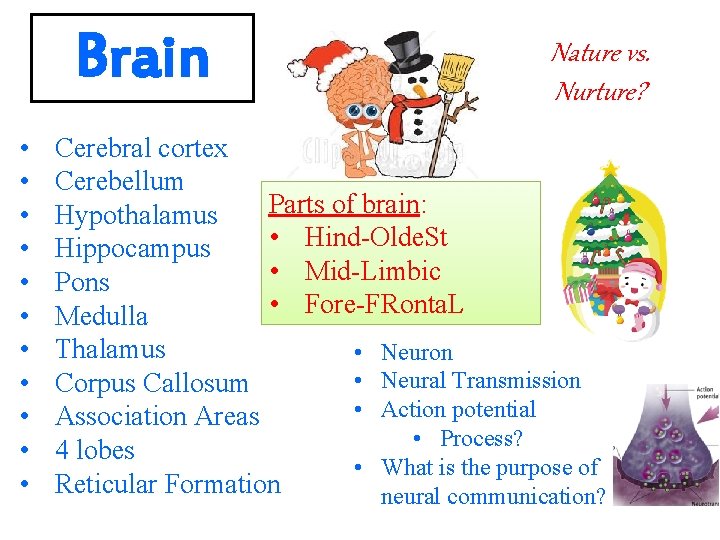 Brain • • • Nature vs. Nurture? Cerebral cortex Cerebellum Parts of brain: Hypothalamus