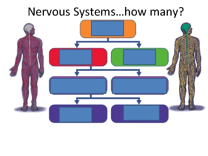 Nervous Systems…how many? 