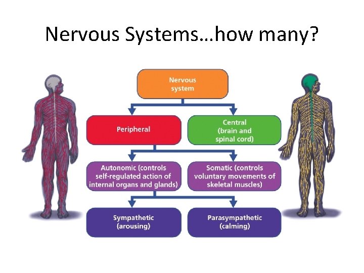 Nervous Systems…how many? 