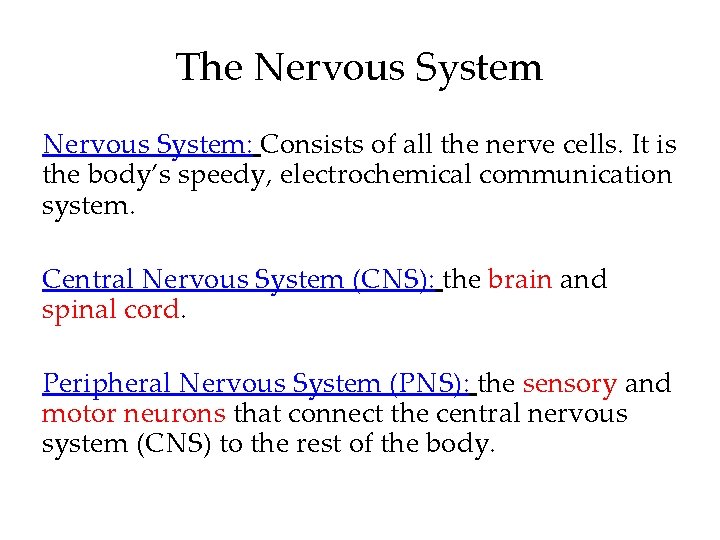 The Nervous System: Consists of all the nerve cells. It is the body’s speedy,
