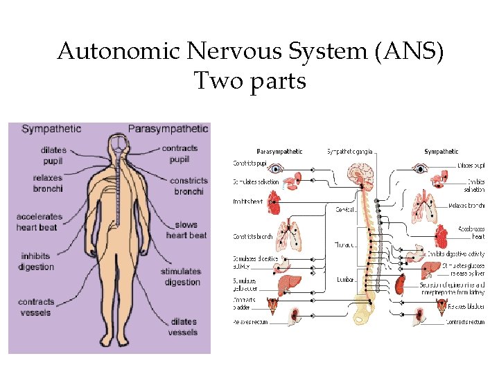 Autonomic Nervous System (ANS) Two parts 