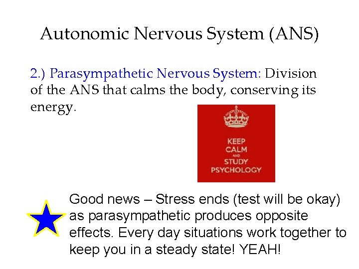 Autonomic Nervous System (ANS) 2. ) Parasympathetic Nervous System: Division of the ANS that