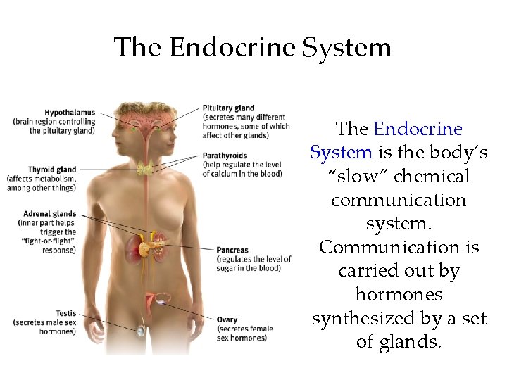 The Endocrine System is the body’s “slow” chemical communication system. Communication is carried out