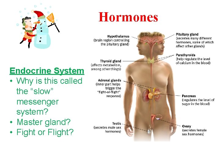 Hormones Endocrine System • Why is this called the “slow” messenger system? • Master