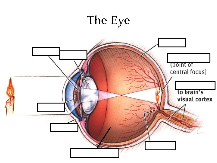 The Eye Vitreous Humor 