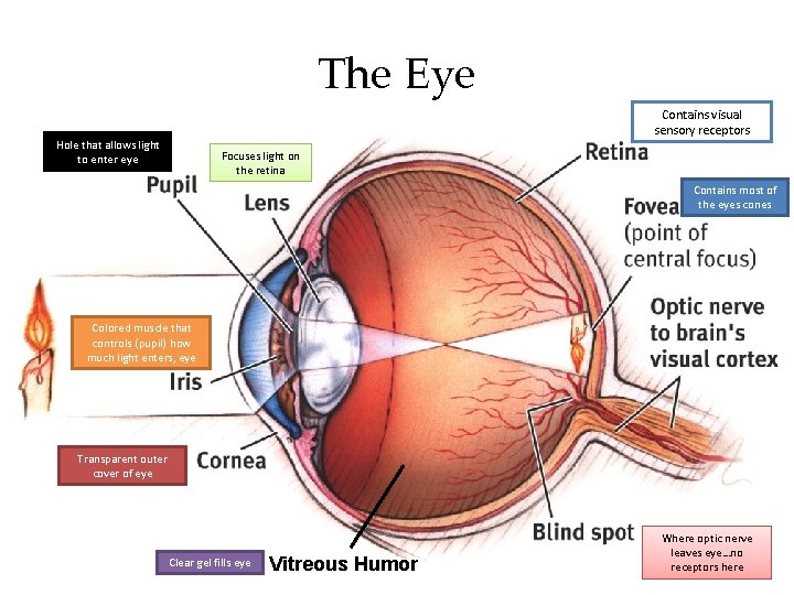 The Eye Contains visual sensory receptors Hole that allows light to enter eye Focuses