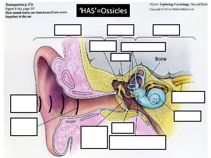 ‘HAS’=Ossicles (Tympanic Membrane) 