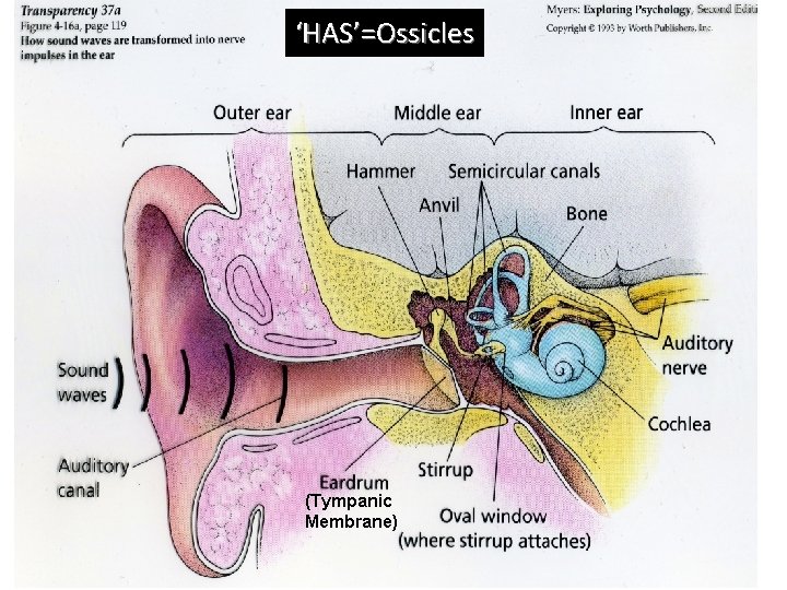 ‘HAS’=Ossicles (Tympanic Membrane) 