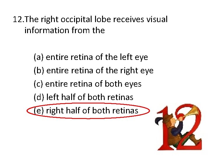 12. The right occipital lobe receives visual information from the (a) entire retina of