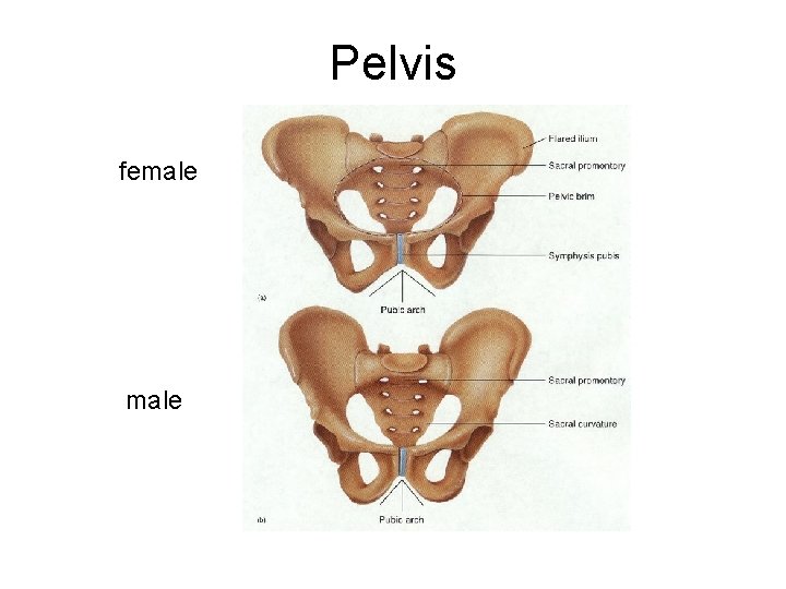 Pelvis female 