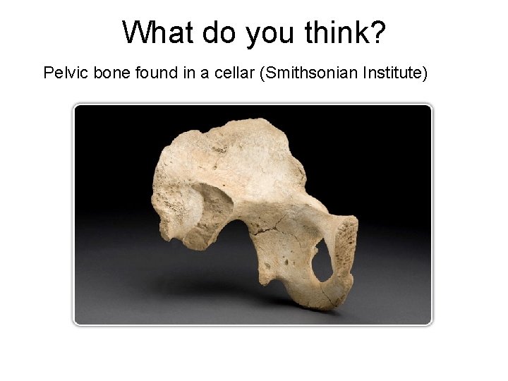 What do you think? Pelvic bone found in a cellar (Smithsonian Institute) 