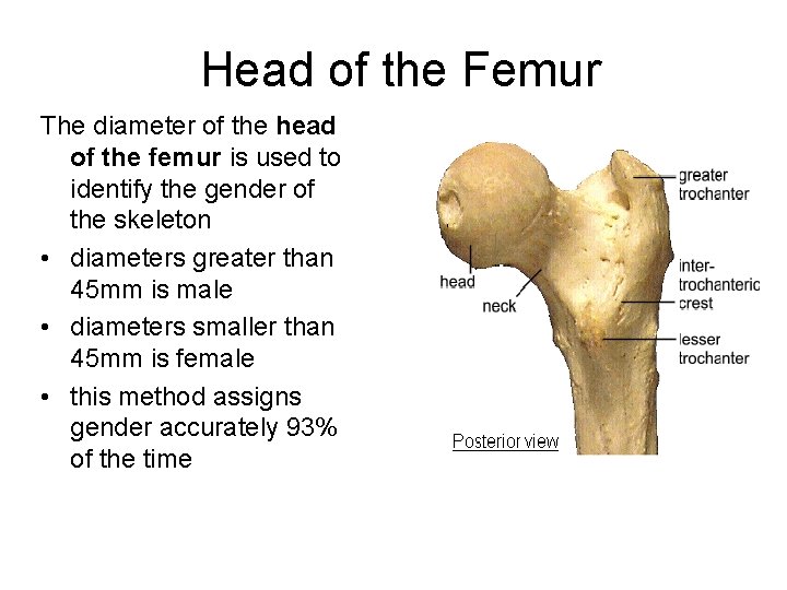 Head of the Femur The diameter of the head of the femur is used