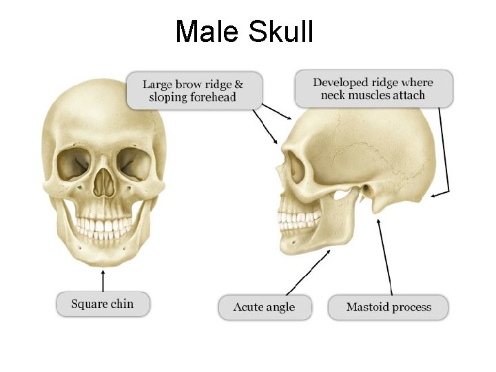 Male Skull 