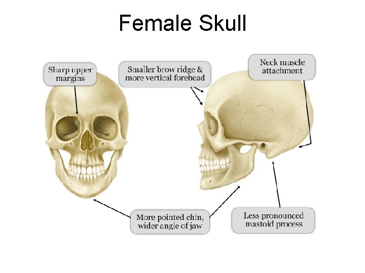 Female Skull 