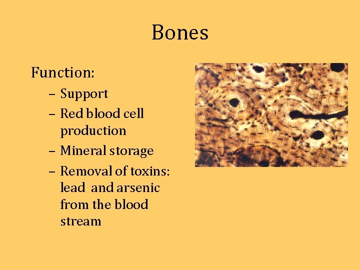 Bones Function: – Support – Red blood cell production – Mineral storage – Removal