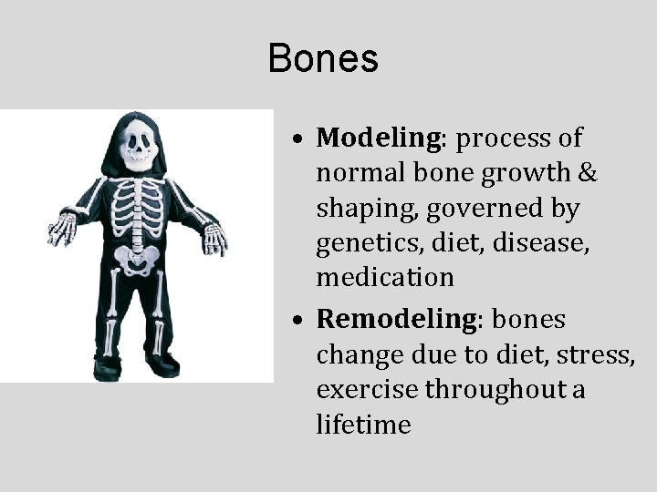 Bones • Modeling: process of normal bone growth & shaping, governed by genetics, diet,