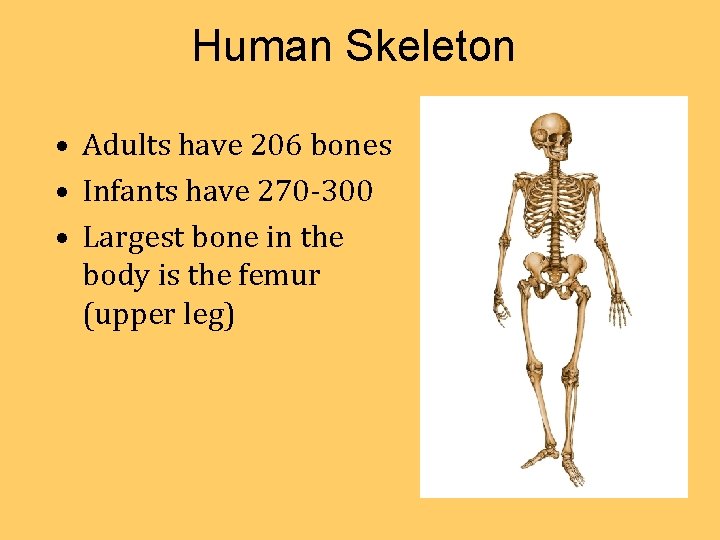 Human Skeleton • Adults have 206 bones • Infants have 270 -300 • Largest