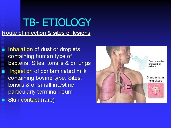 TB- ETIOLOGY Route of infection & sites of lesions n n n Inhalation of