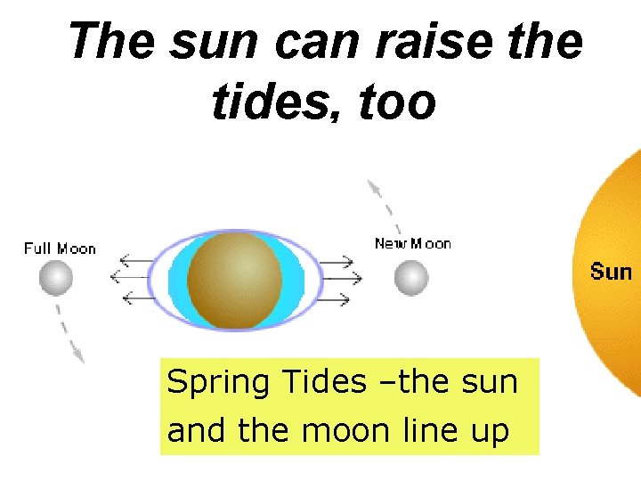 The sun can raise the tides, too Spring Tides –the sun and the moon