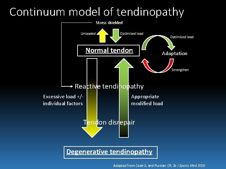 Continuum model of tendinopathy Stress shielded Unloaded Optimized load Normal tendon Optimized load Adaptation