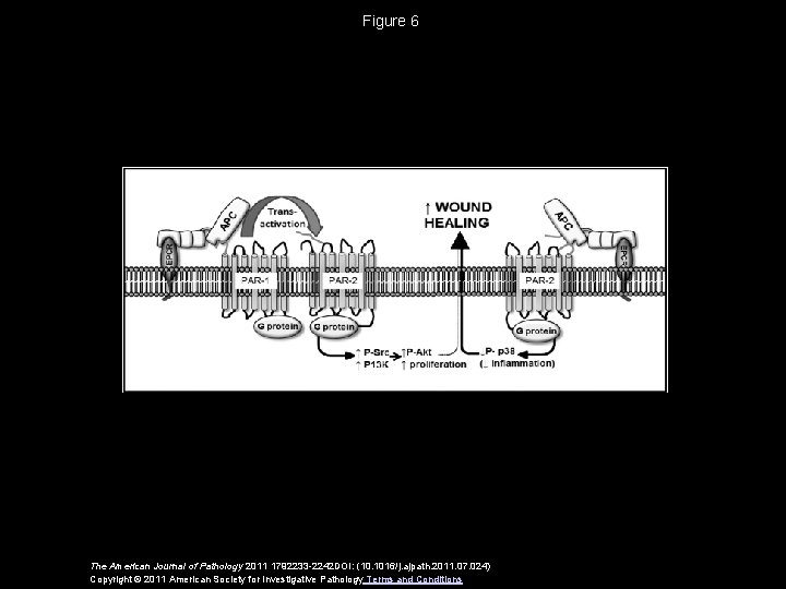 Figure 6 The American Journal of Pathology 2011 1792233 -2242 DOI: (10. 1016/j. ajpath.