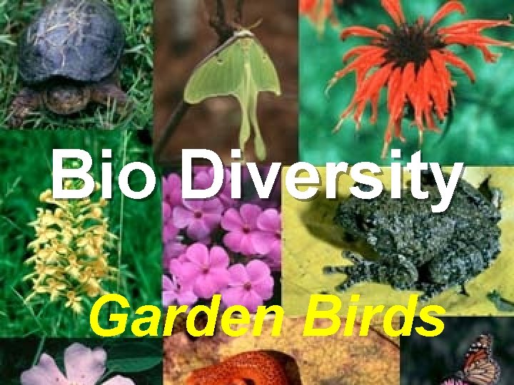 Bio Diversity Garden Birds 