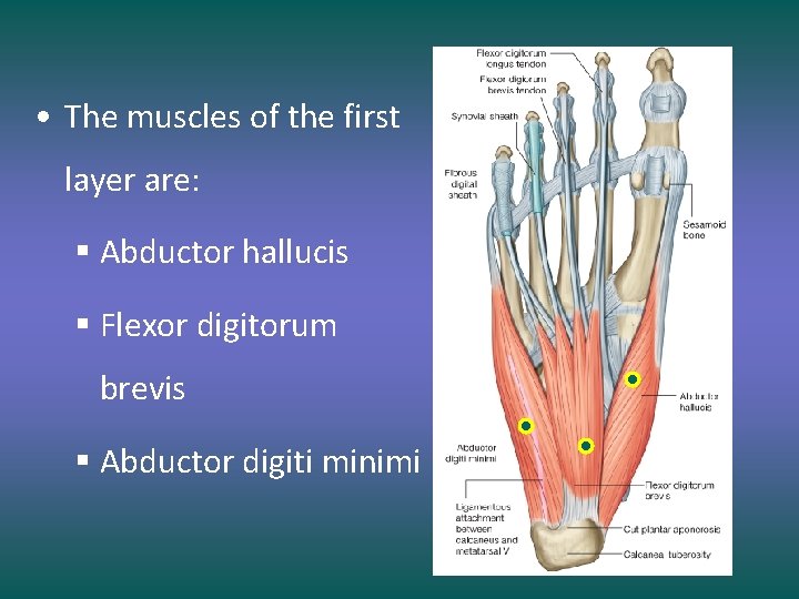  • The muscles of the first layer are: § Abductor hallucis § Flexor