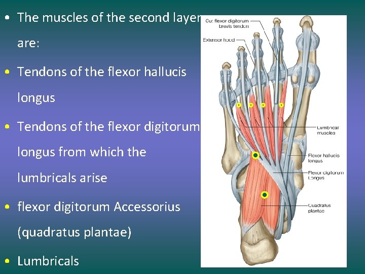  • The muscles of the second layer are: • Tendons of the flexor