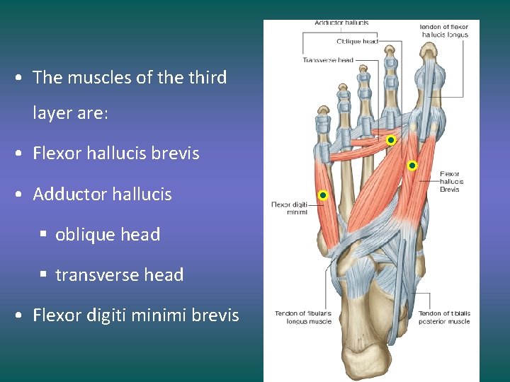  • The muscles of the third layer are: • Flexor hallucis brevis •