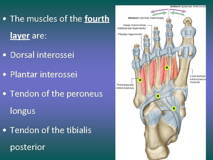  • The muscles of the fourth layer are: • Dorsal interossei • Plantar