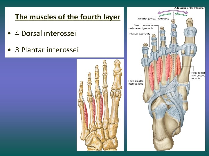 The muscles of the fourth layer • 4 Dorsal interossei • 3 Plantar interossei