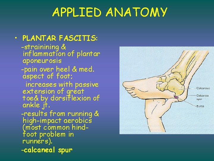 APPLIED ANATOMY • PLANTAR FASCITIS: -strainining & inflammation of plantar aponeurosis -pain over heel