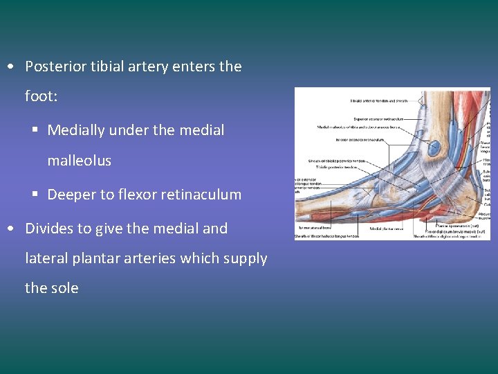  • Posterior tibial artery enters the foot: § Medially under the medial malleolus