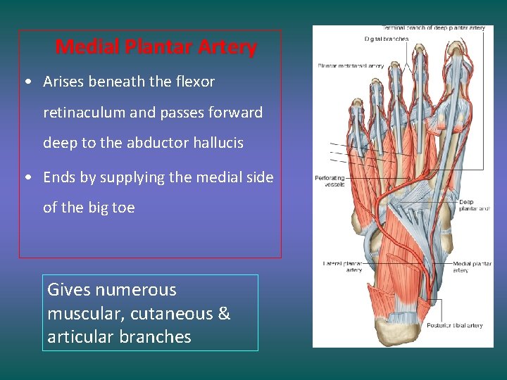 Medial Plantar Artery • Arises beneath the flexor retinaculum and passes forward deep to