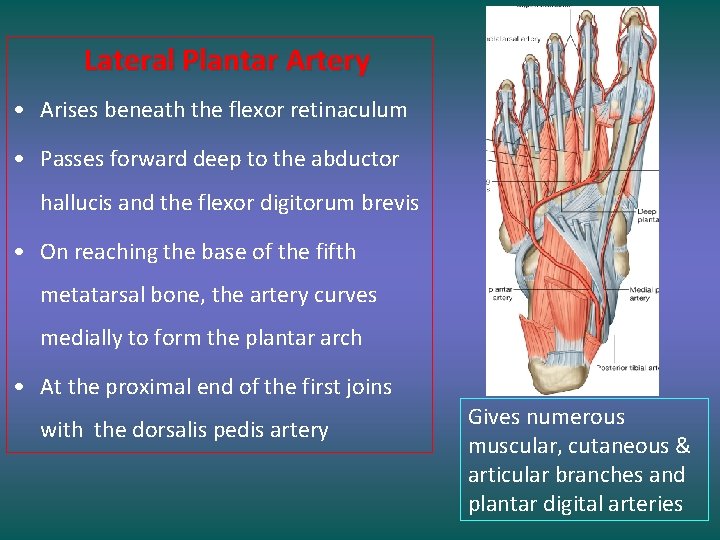 Lateral Plantar Artery • Arises beneath the flexor retinaculum • Passes forward deep to