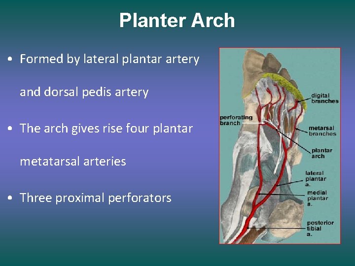 Planter Arch • Formed by lateral plantar artery and dorsal pedis artery • The