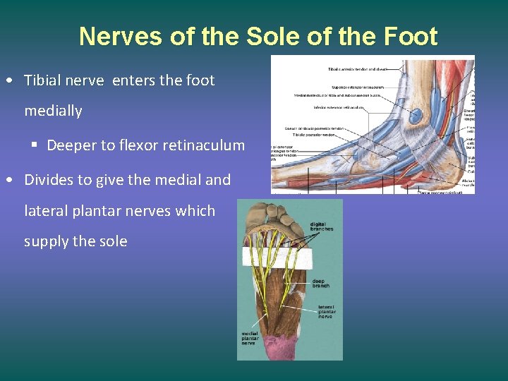 Nerves of the Sole of the Foot • Tibial nerve enters the foot medially