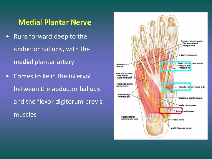 Medial Plantar Nerve • Runs forward deep to the abductor hallucis, with the medial